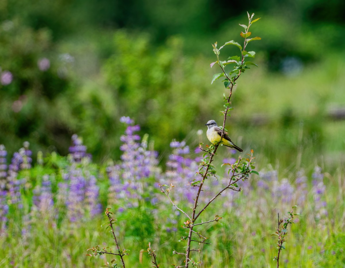 Western Kingbird - Leah Turner