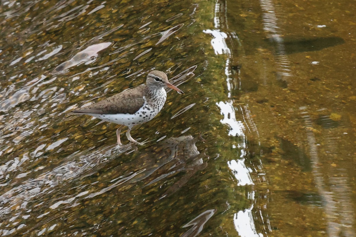 Spotted Sandpiper - Phil Kenny