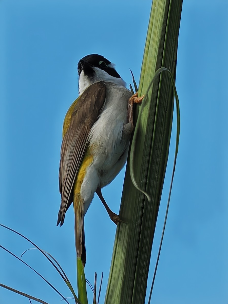 Black-chinned Honeyeater - Len and Chris Ezzy