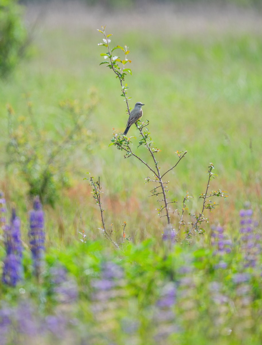 Western Kingbird - Leah Turner