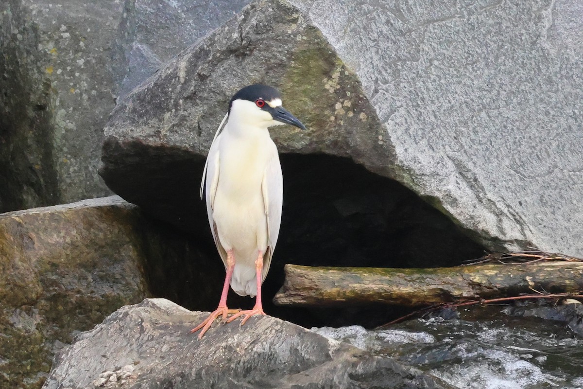 Black-crowned Night Heron - Phil Kenny