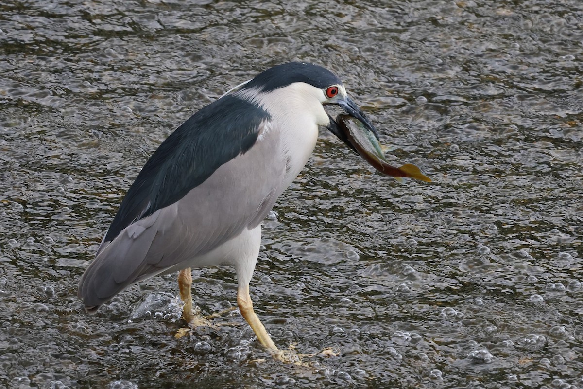 Black-crowned Night Heron - Phil Kenny