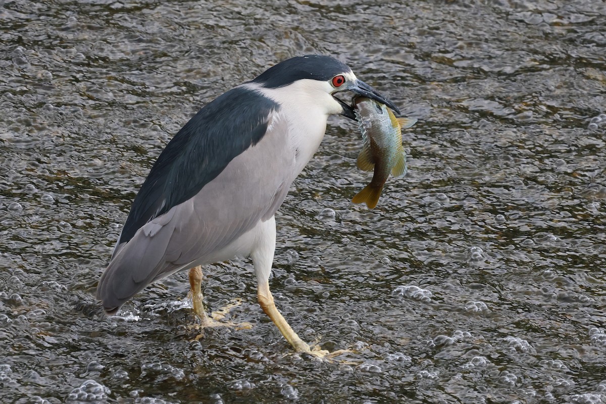 Black-crowned Night Heron - Phil Kenny