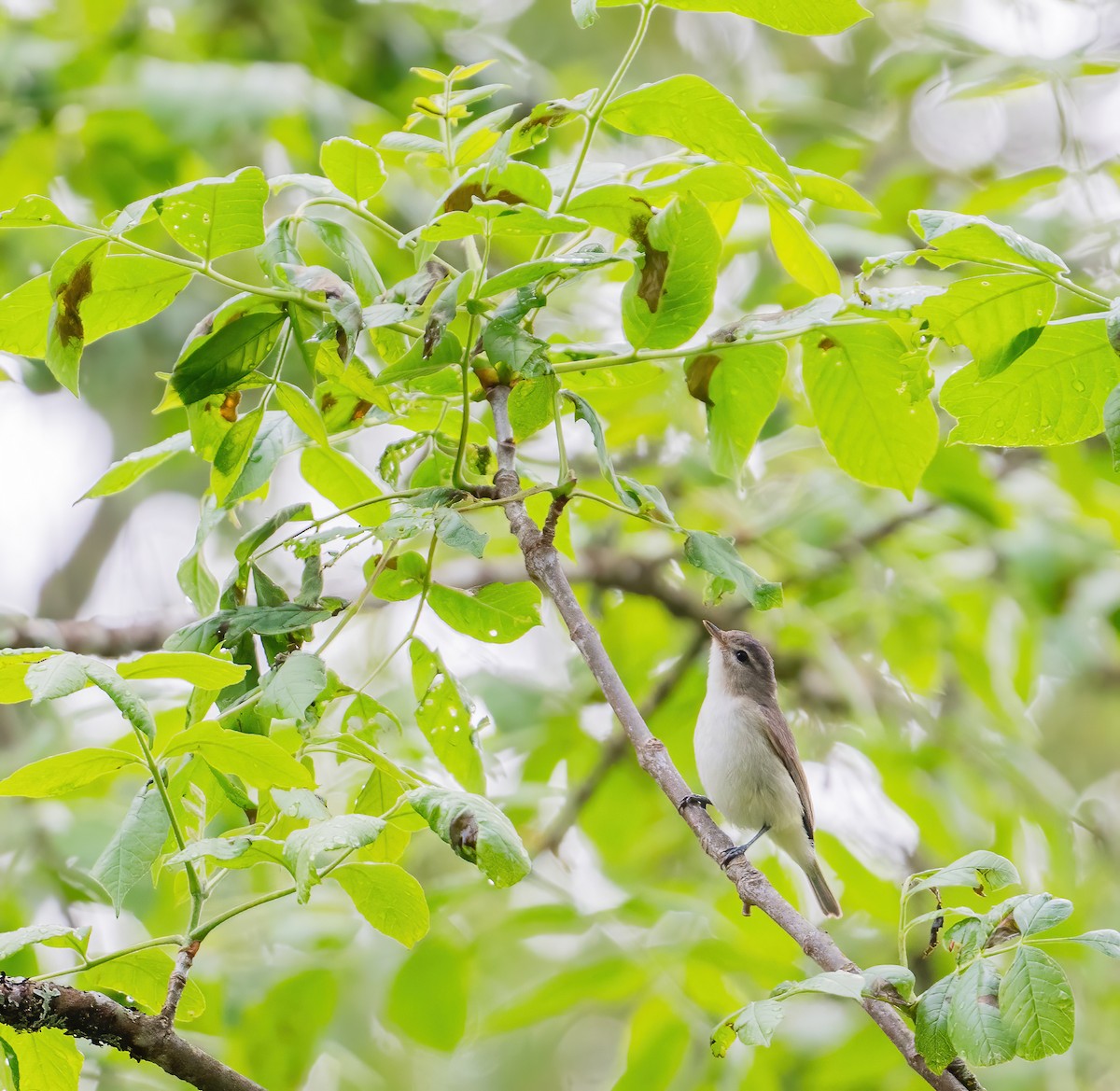 Warbling Vireo - Leah Turner