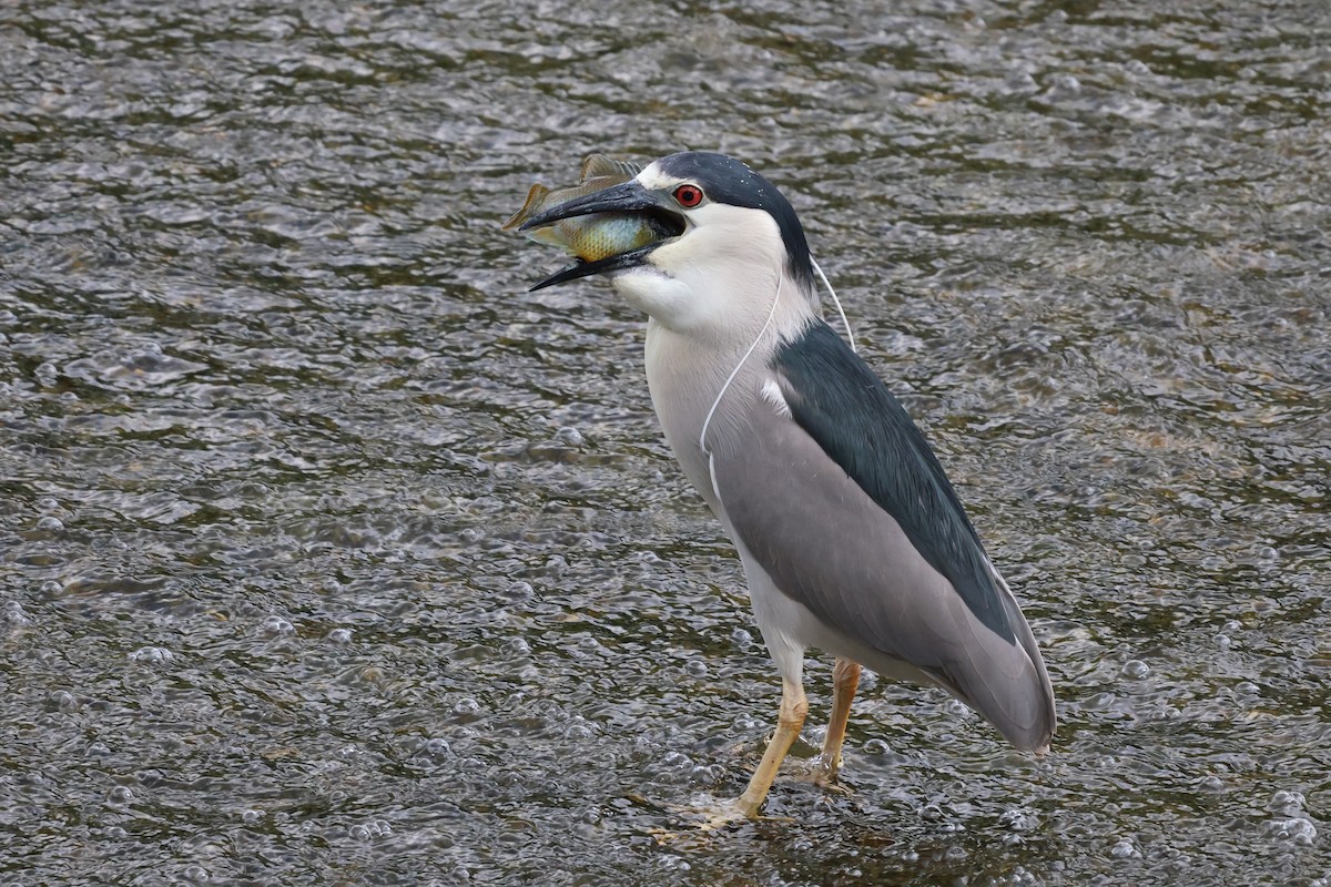 Black-crowned Night Heron - Phil Kenny