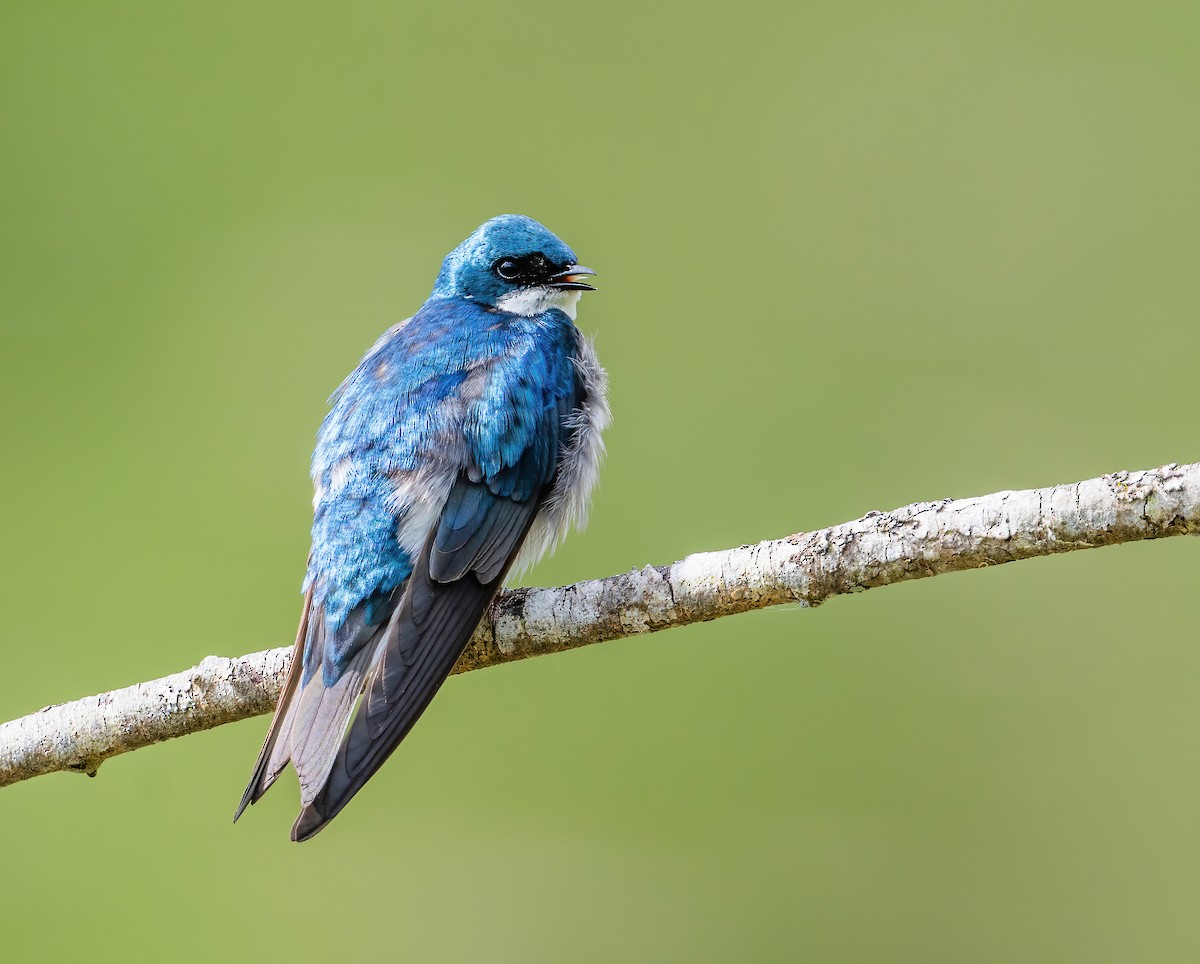 Tree Swallow - Leah Turner