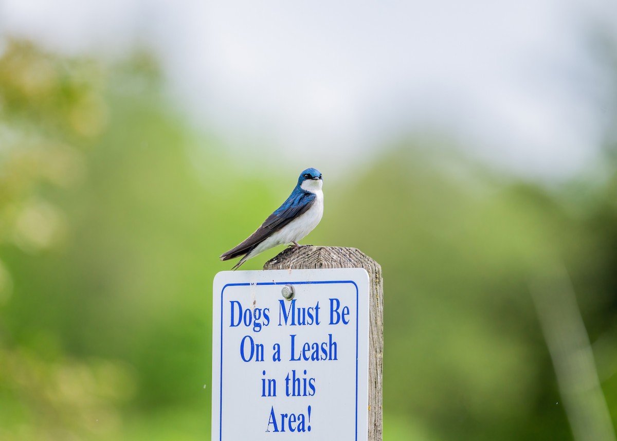 Tree Swallow - Leah Turner