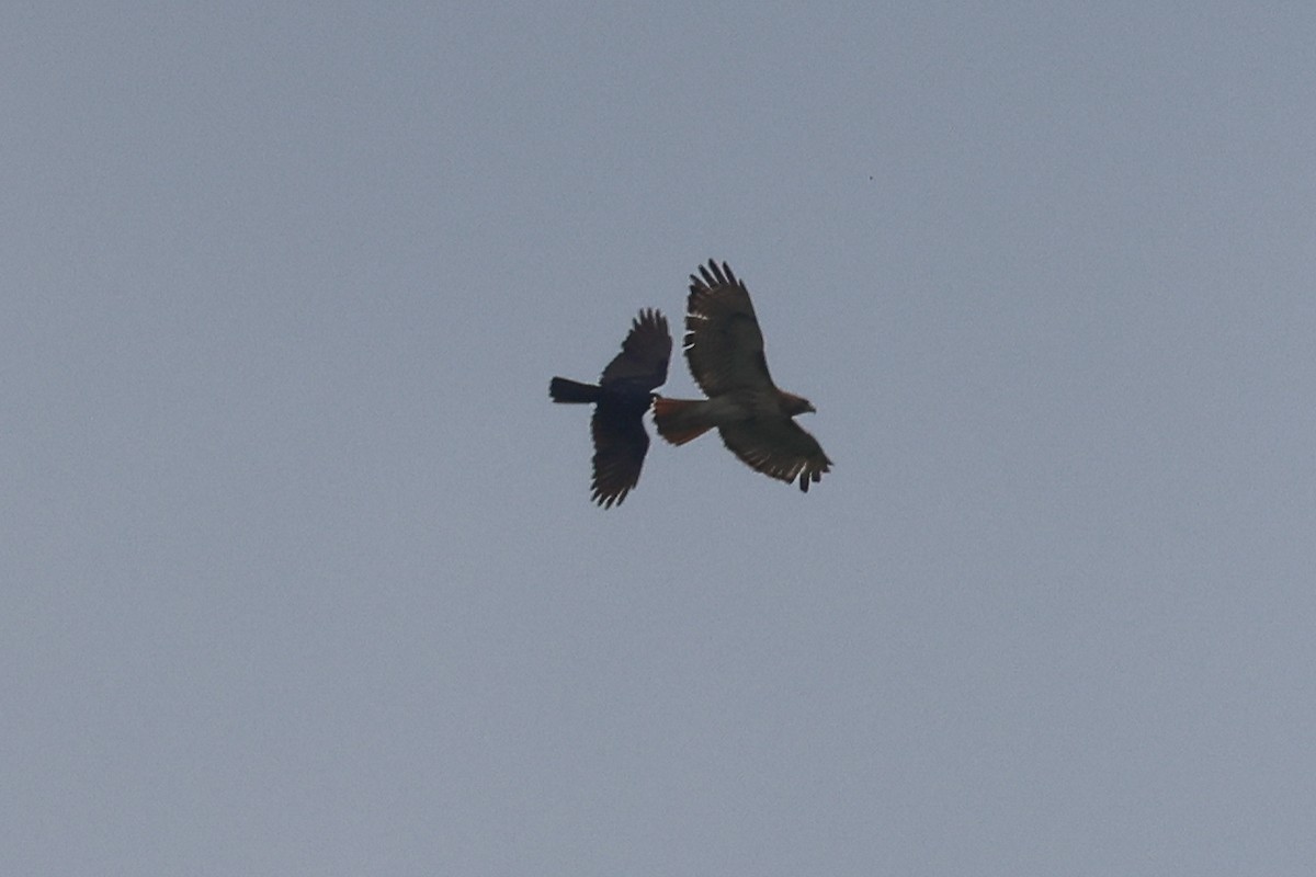 Red-tailed Hawk - Phil Kenny