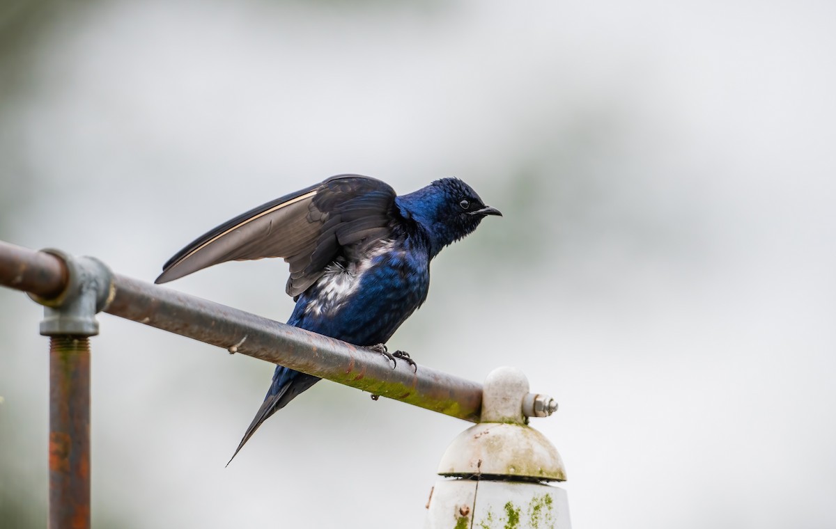 Purple Martin - Leah Turner