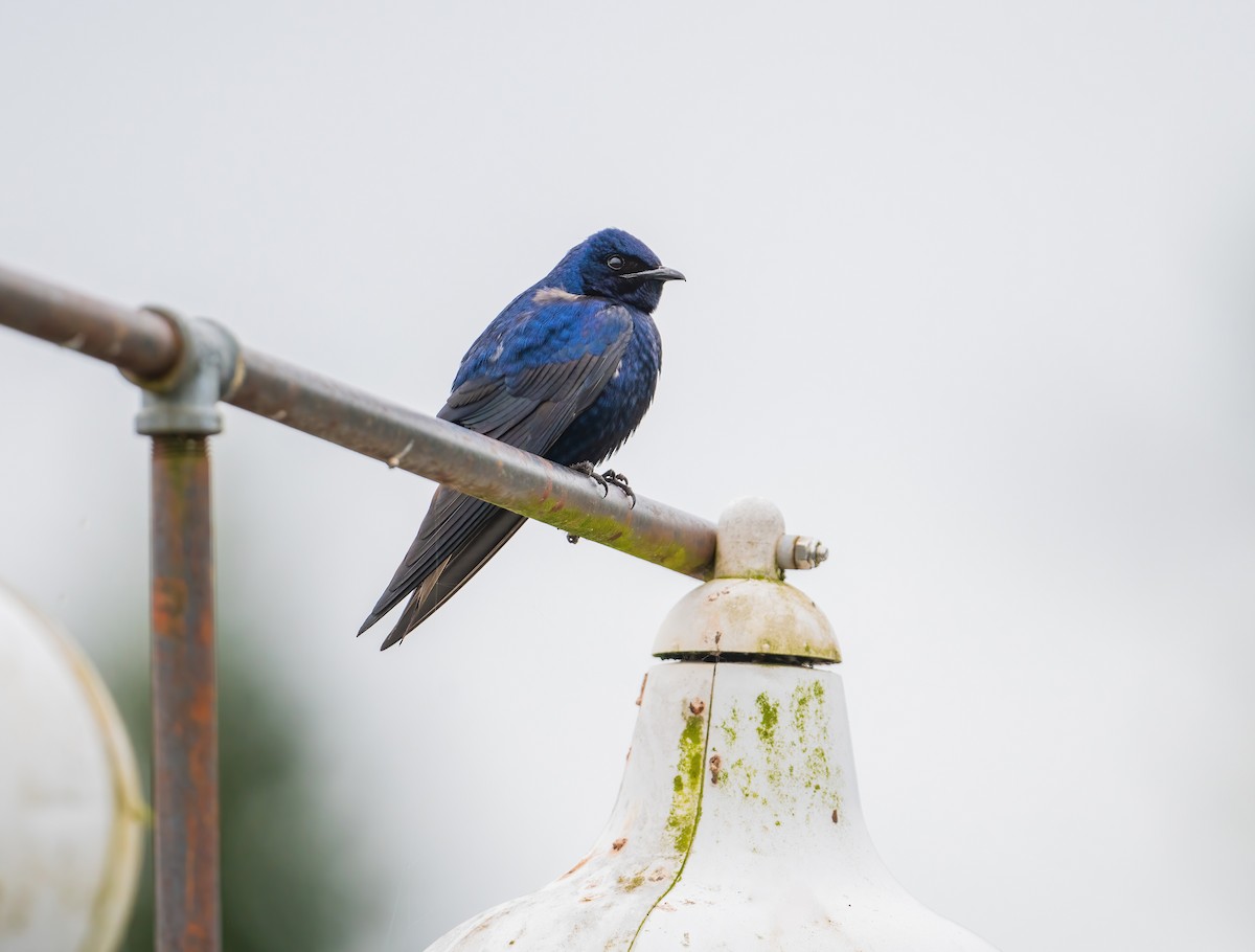 Purple Martin - Leah Turner