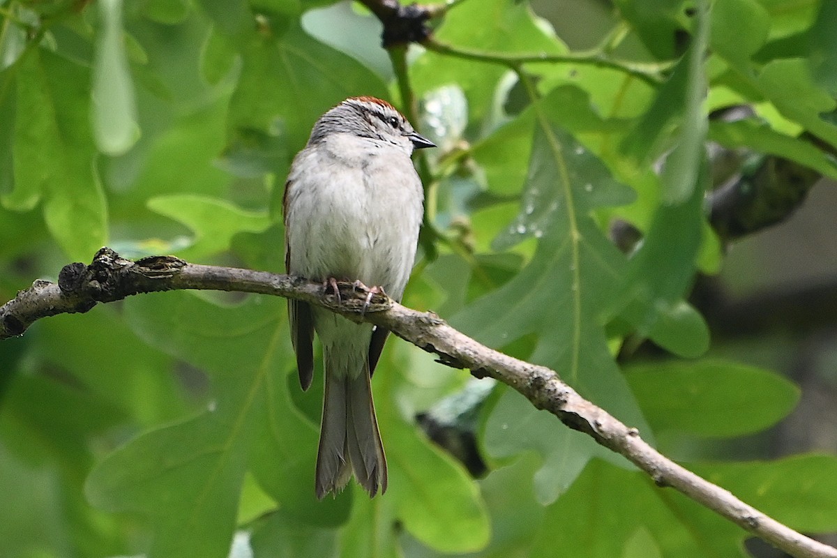 Chipping Sparrow - ML619317128