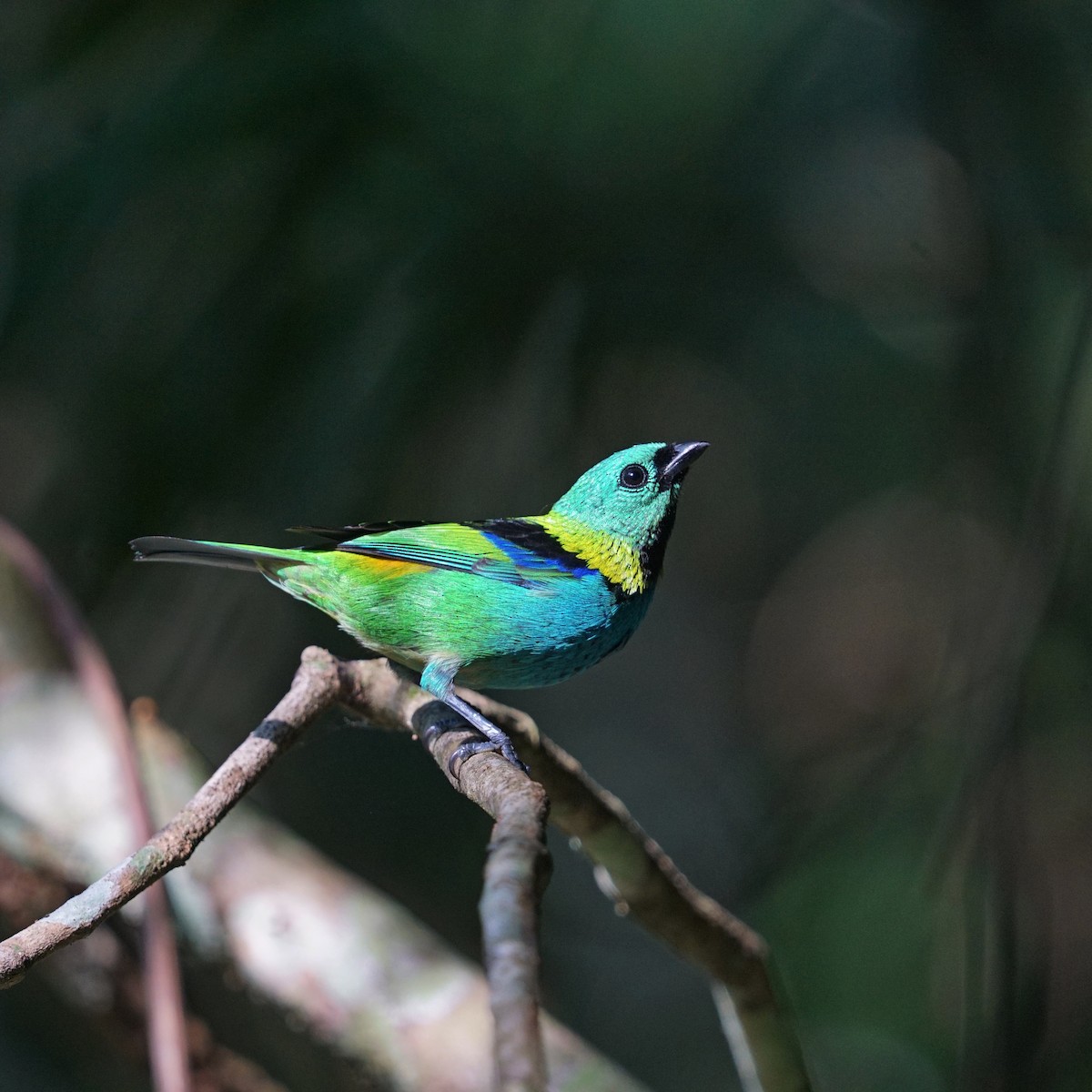 Green-headed Tanager - Daniel M Haddad - RJ