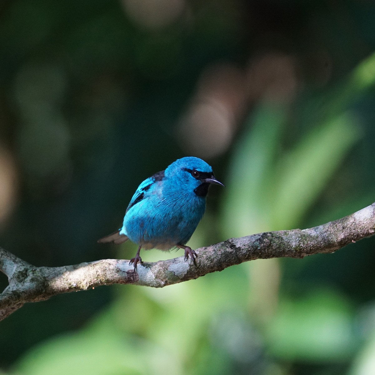 Blue Dacnis - ML619317151