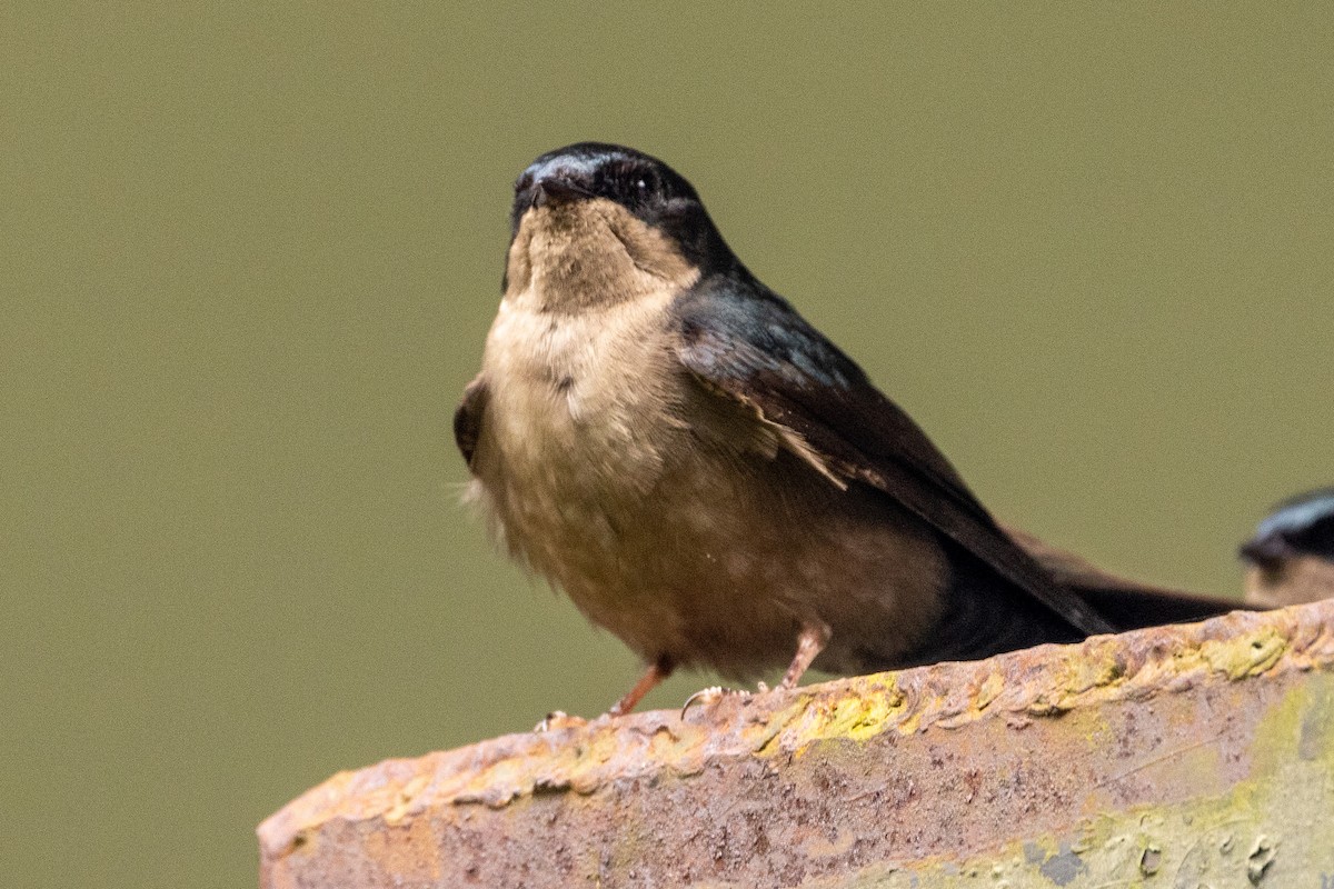 Brown-bellied Swallow - Michael Cook