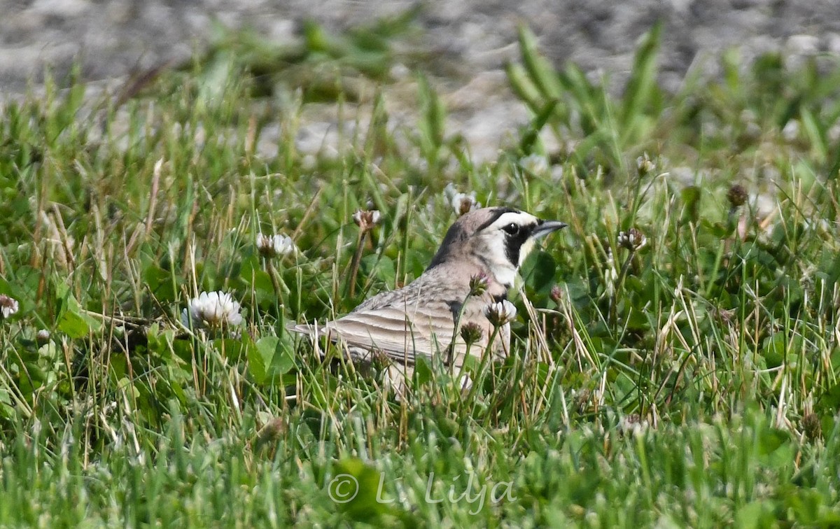 Horned Lark - Lorri Lilja