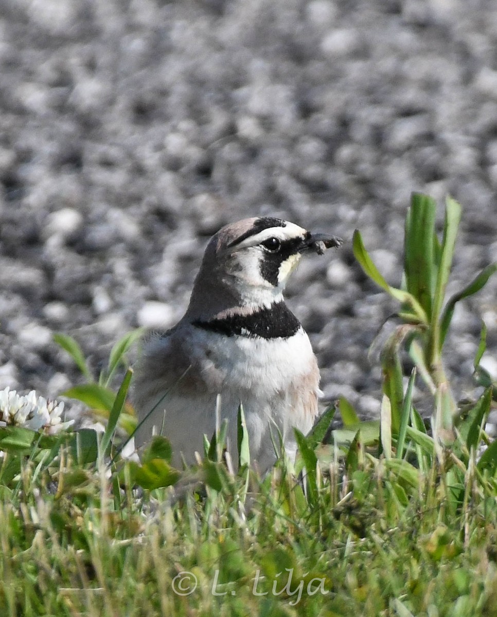 Horned Lark - Lorri Lilja