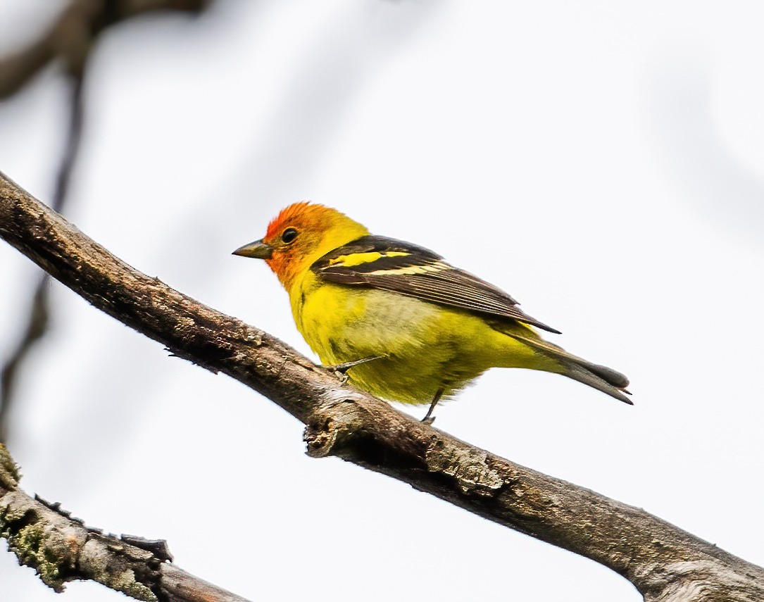 Western Tanager - Leah Turner