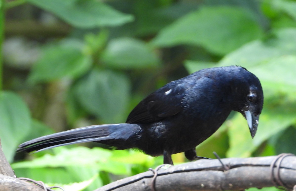 White-lined Tanager - Jose Fernando Sanchez O.