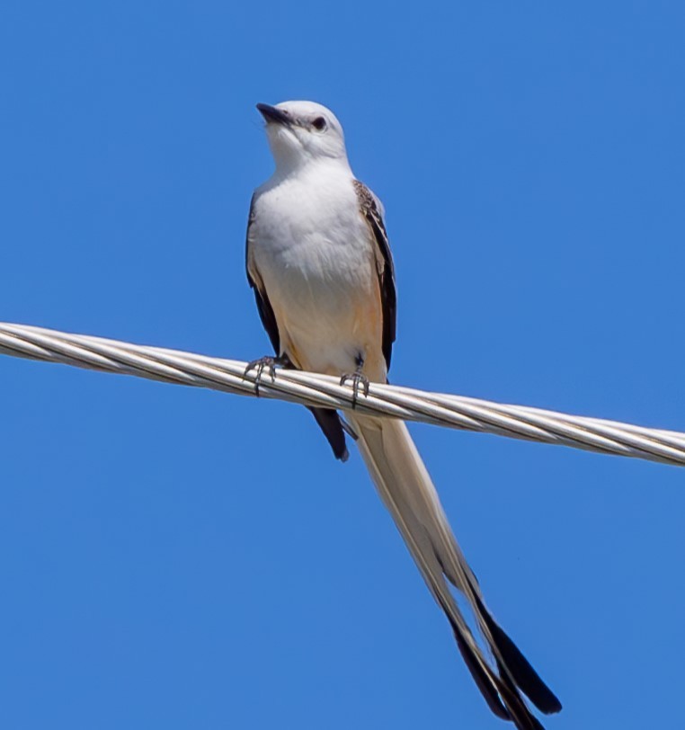 Scissor-tailed Flycatcher - Connie yarbrough