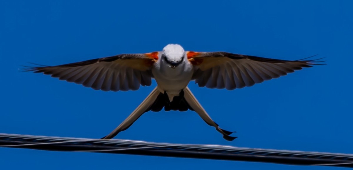 Scissor-tailed Flycatcher - Connie yarbrough