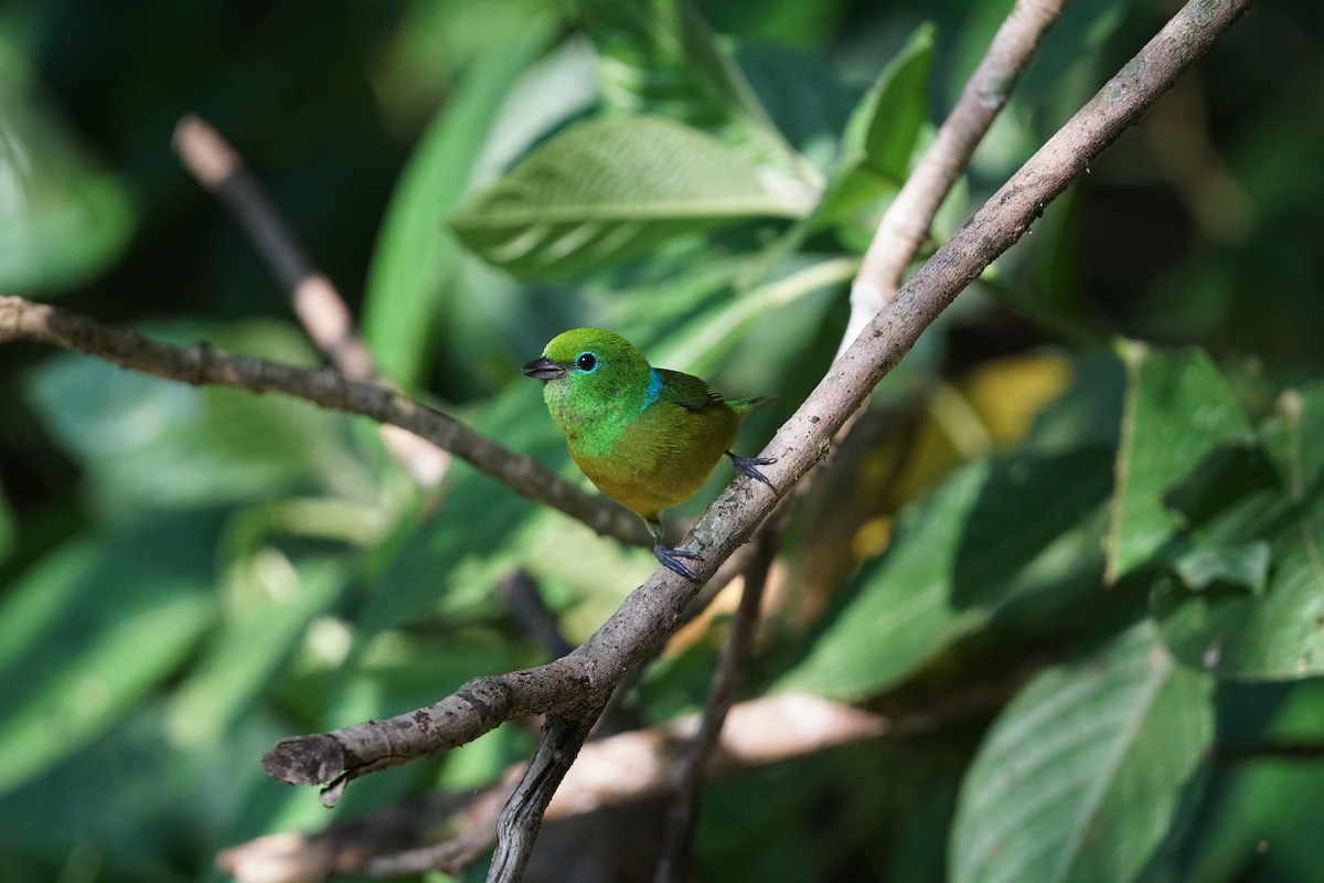 Blue-naped Chlorophonia - ML619317195