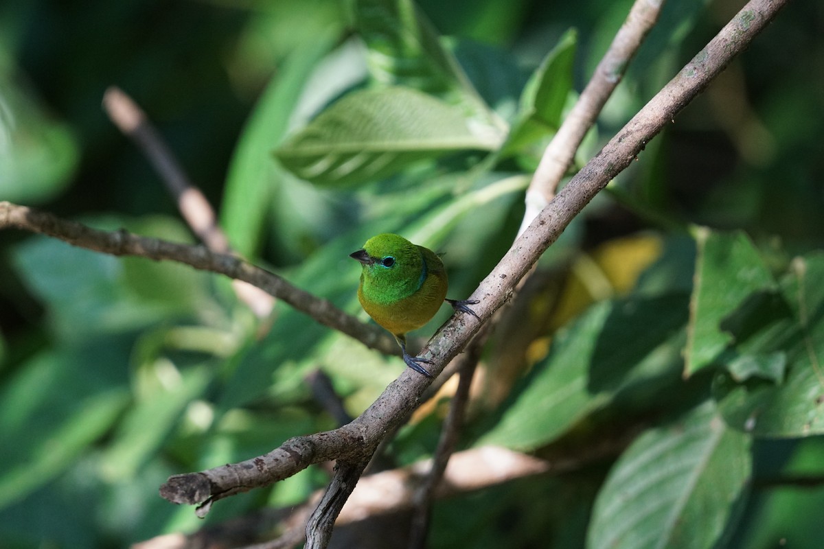 Blue-naped Chlorophonia - Daniel M Haddad - RJ