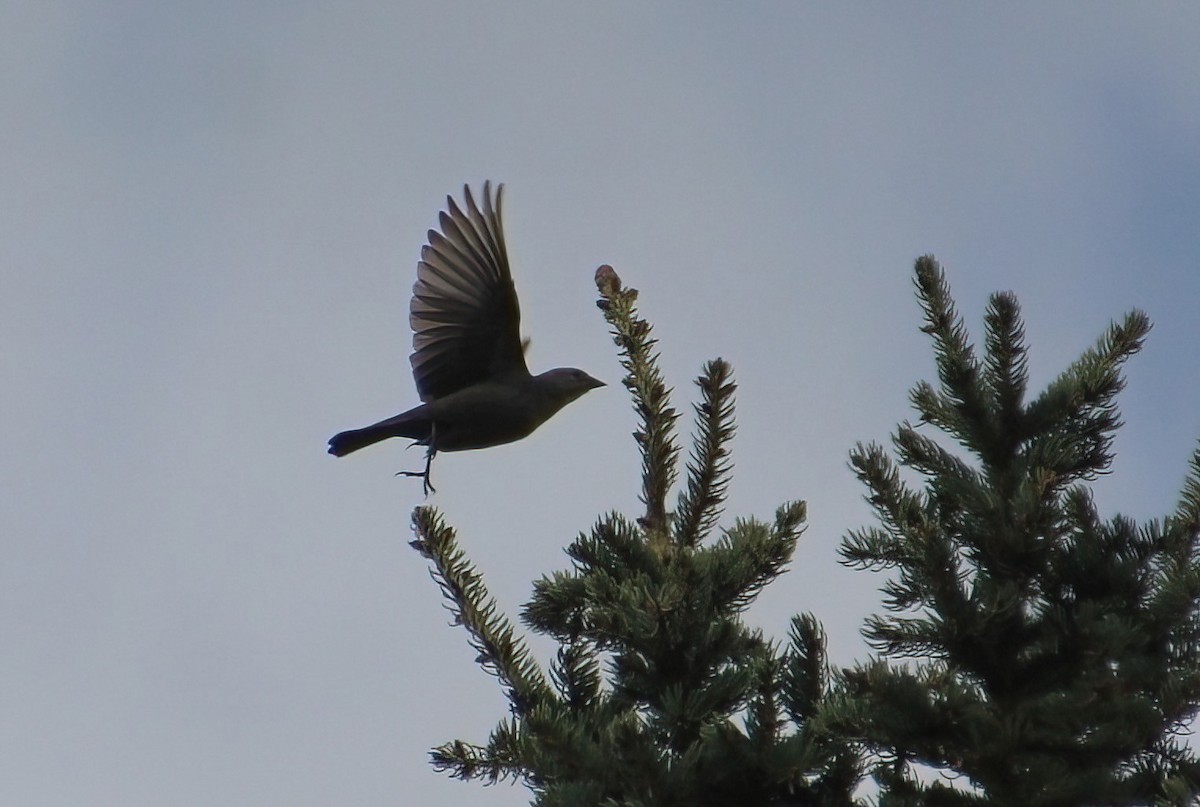 Brown-headed Cowbird - Elaine Cassidy