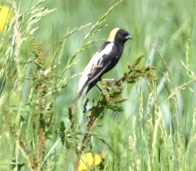 bobolink americký - ML619317207