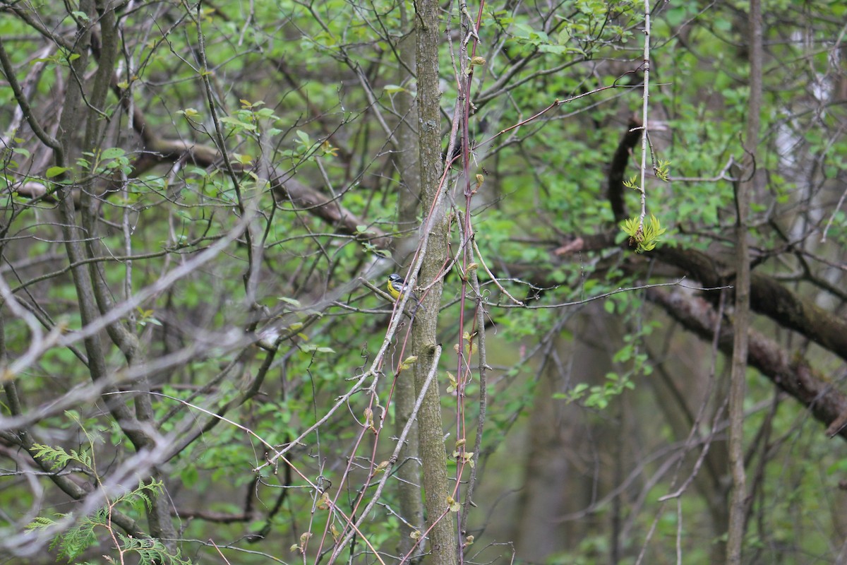 Magnolia Warbler - Julia Hallam