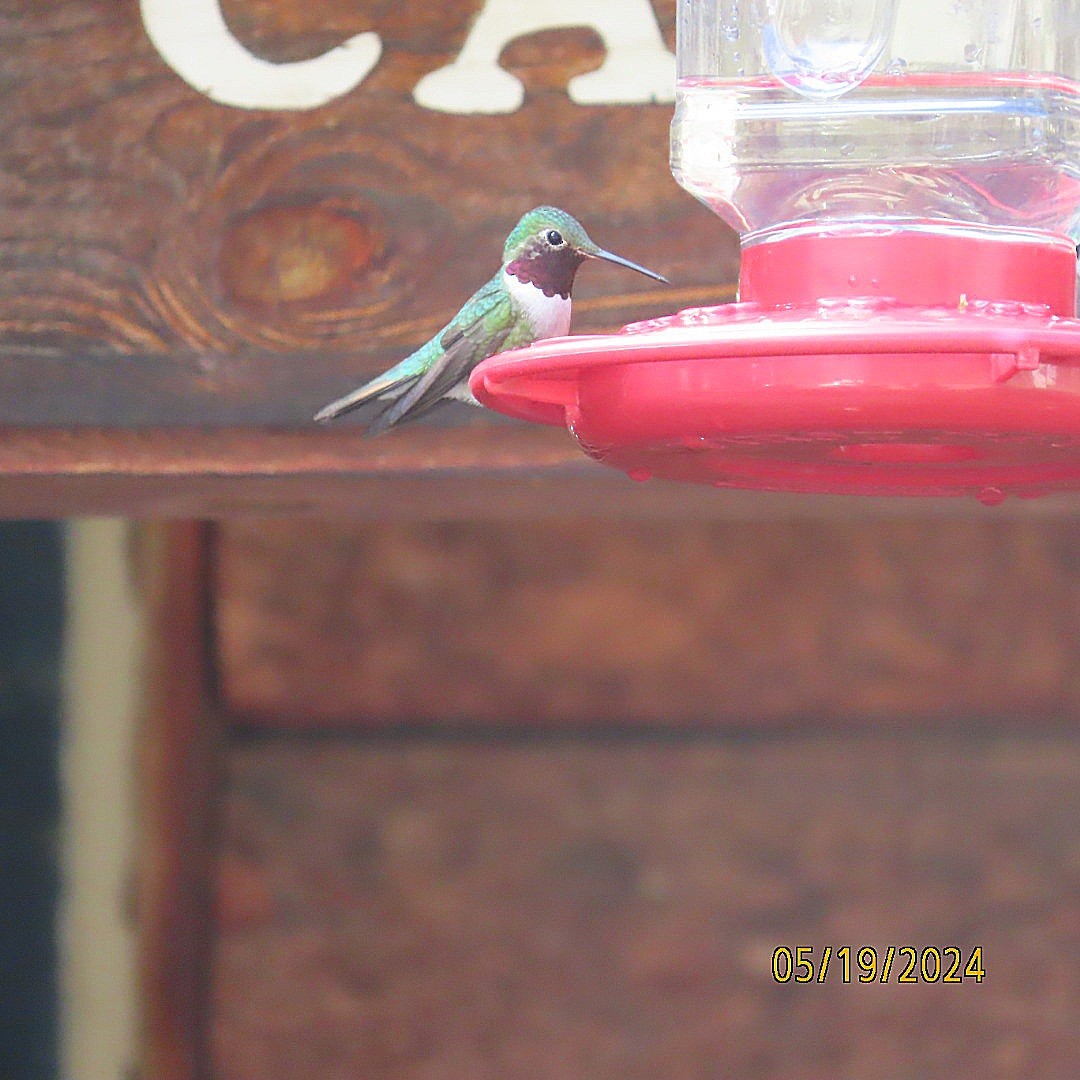 Broad-tailed Hummingbird - Anonymous