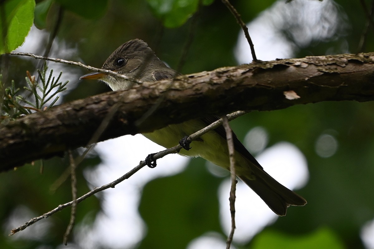 Great Crested Flycatcher - ML619317233