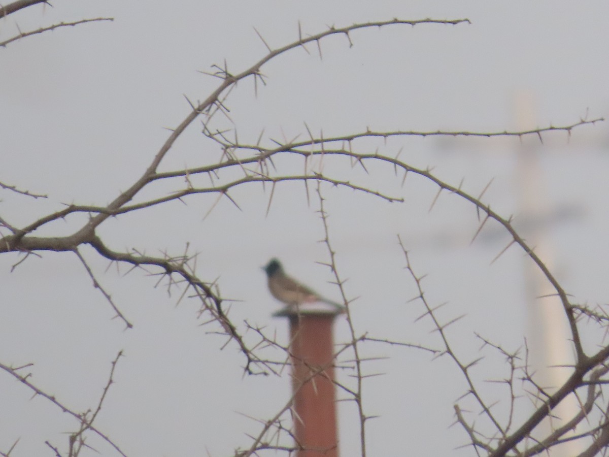 Red-vented Bulbul - ML619317235