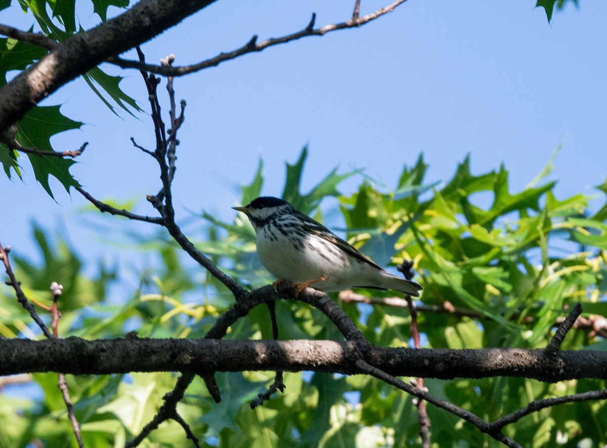 Blackpoll Warbler - Bob Schmidt