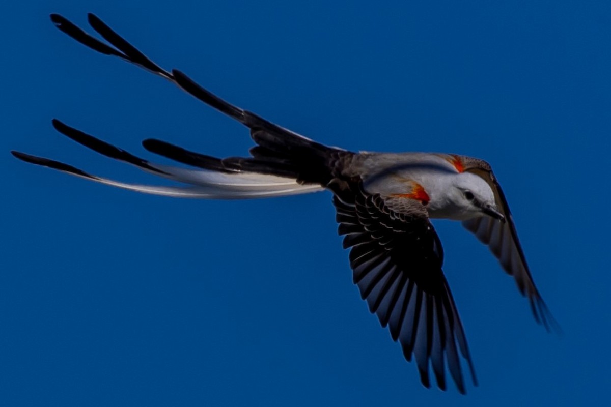 Scissor-tailed Flycatcher - Duane Yarbrough