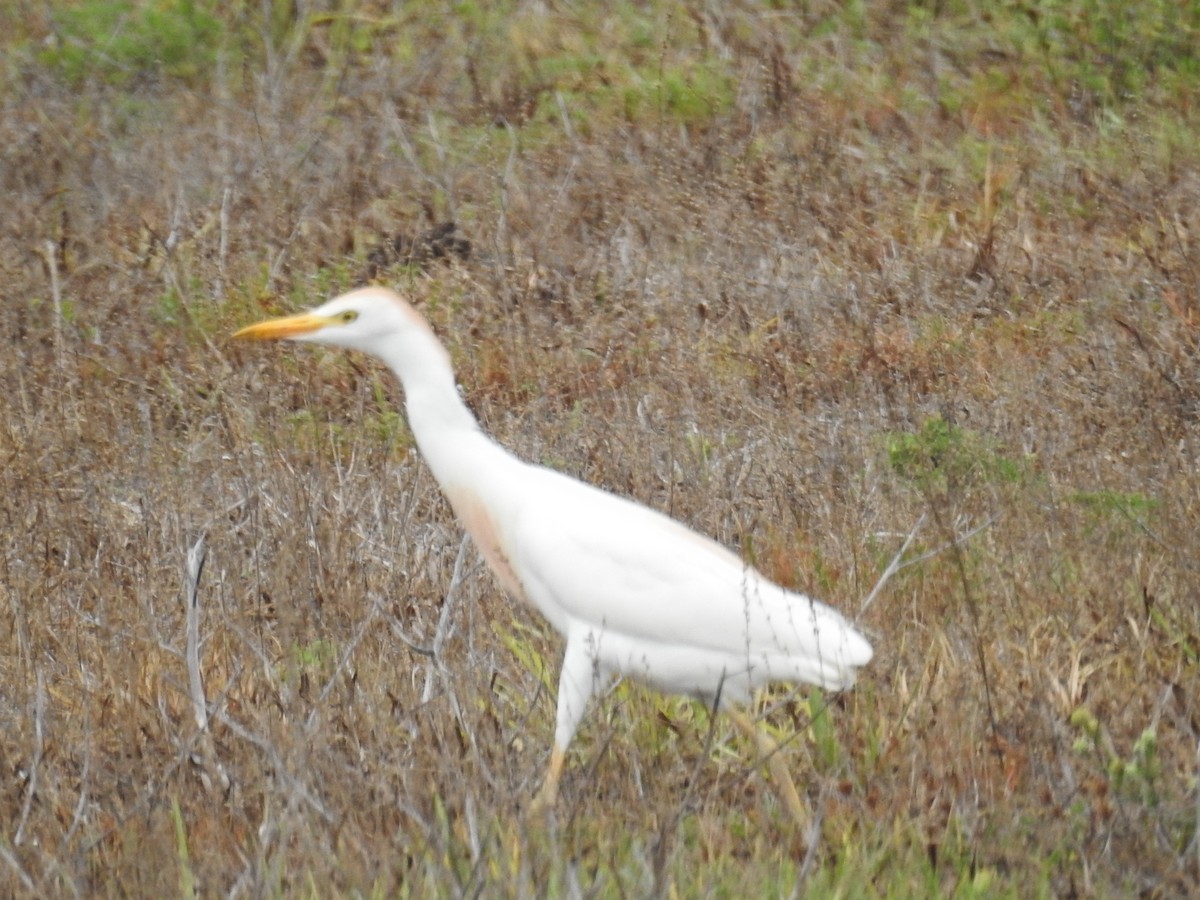 Western Cattle Egret - ML619317248