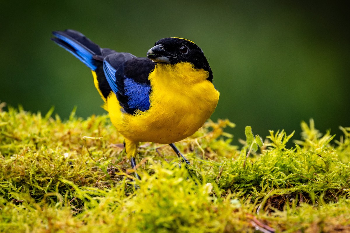 Blue-winged Mountain Tanager - Michael Cook