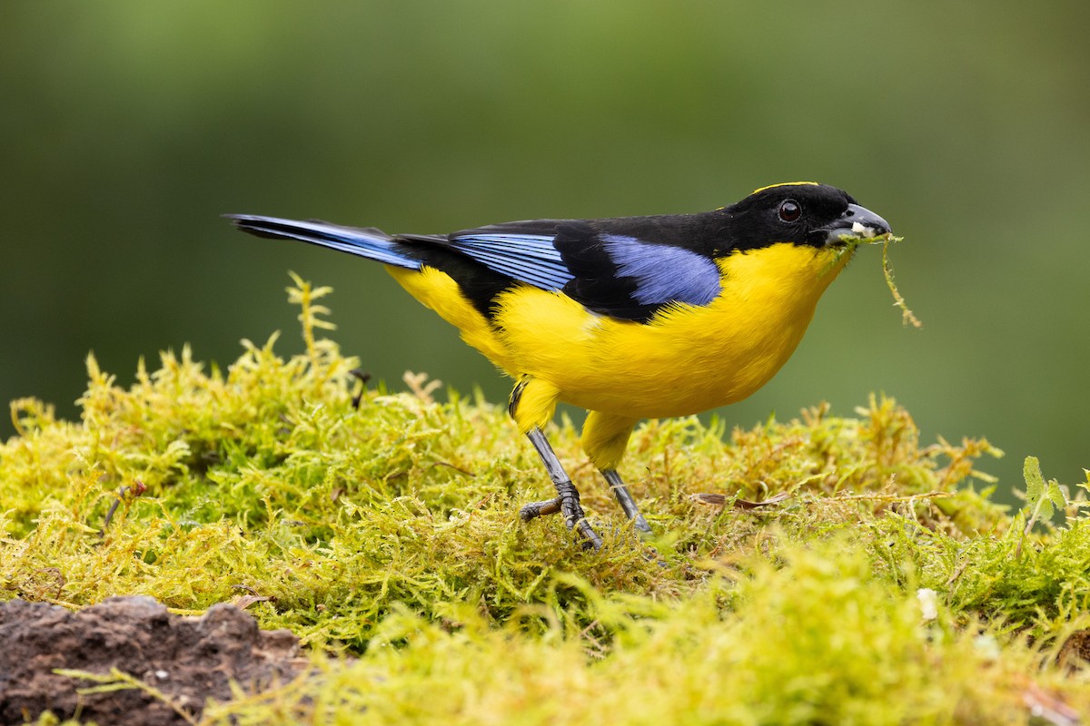 Blue-winged Mountain Tanager - Michael Cook