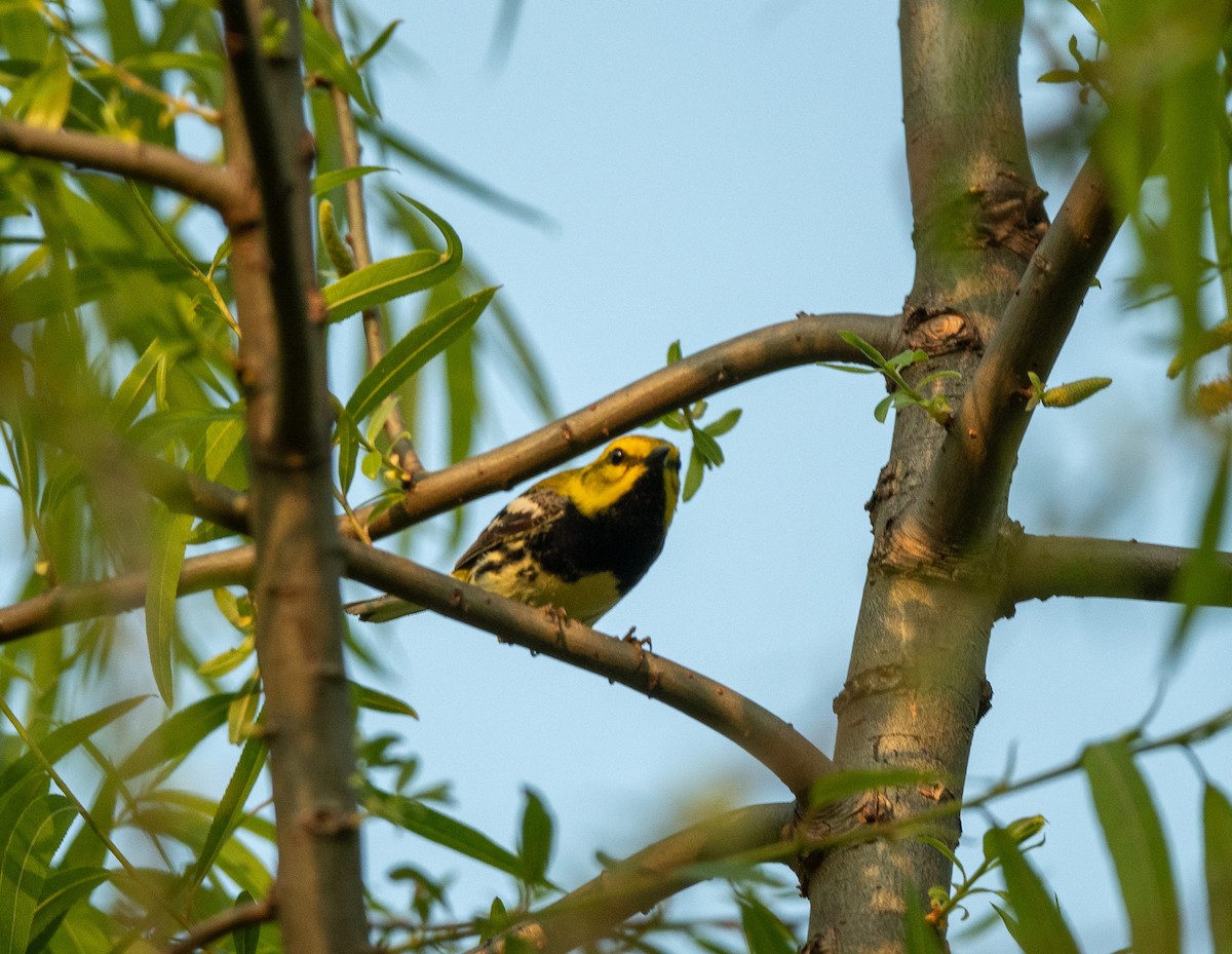 Black-throated Green Warbler - Bob Schmidt