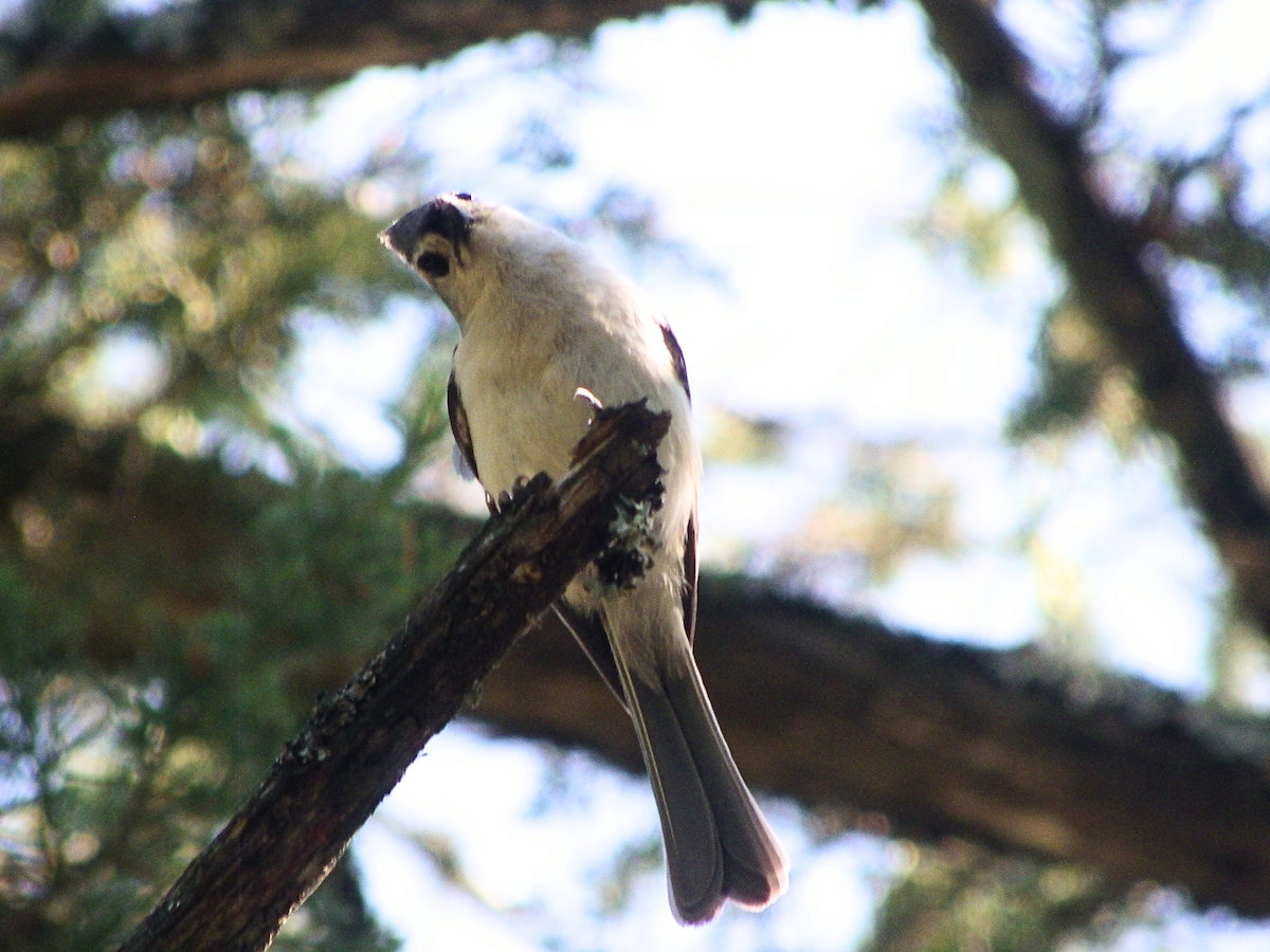 Tufted Titmouse - Khloe Campbell