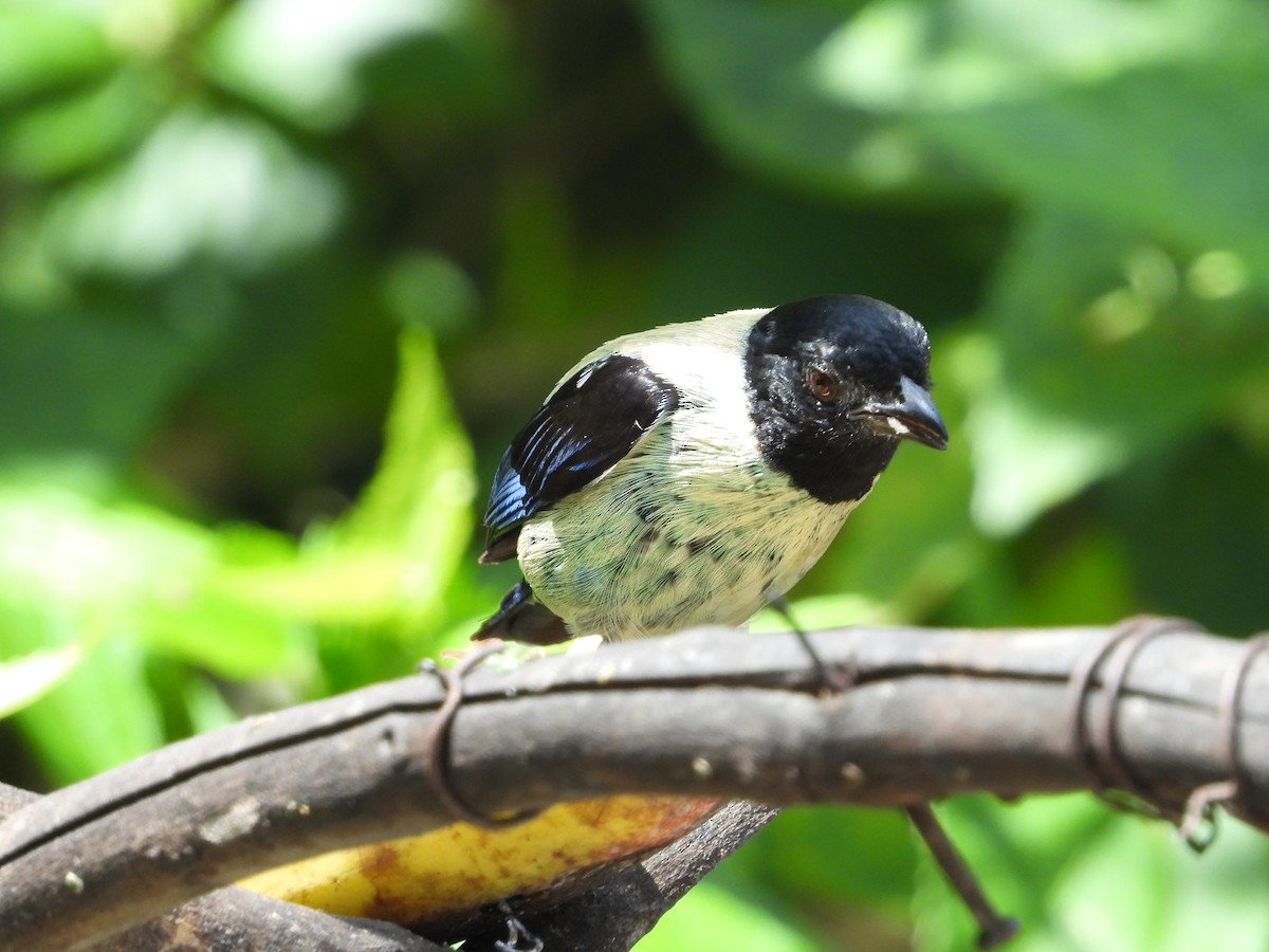 Black-headed Tanager - ML619317290