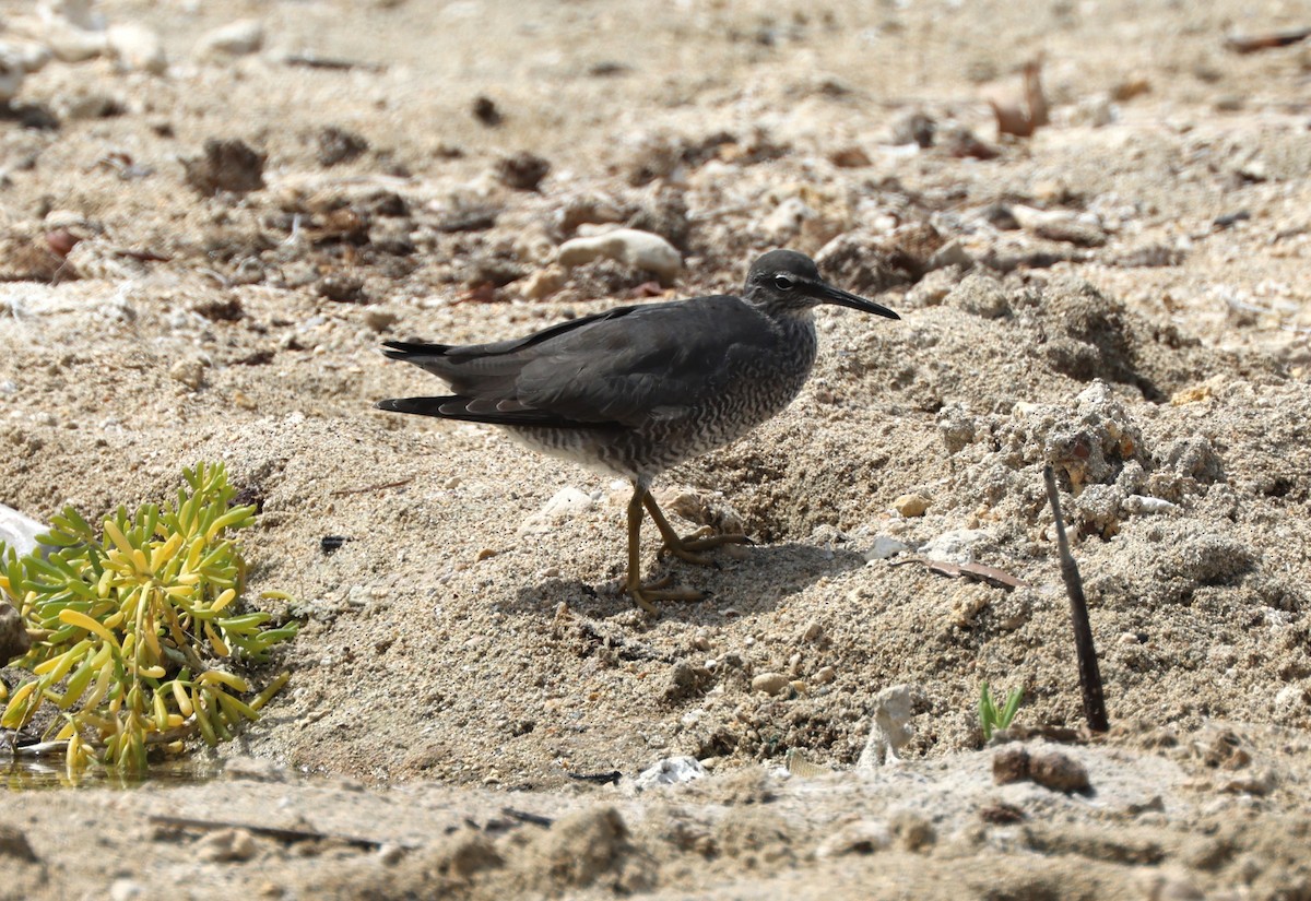 Wandering Tattler - Mike "mlovest" Miller