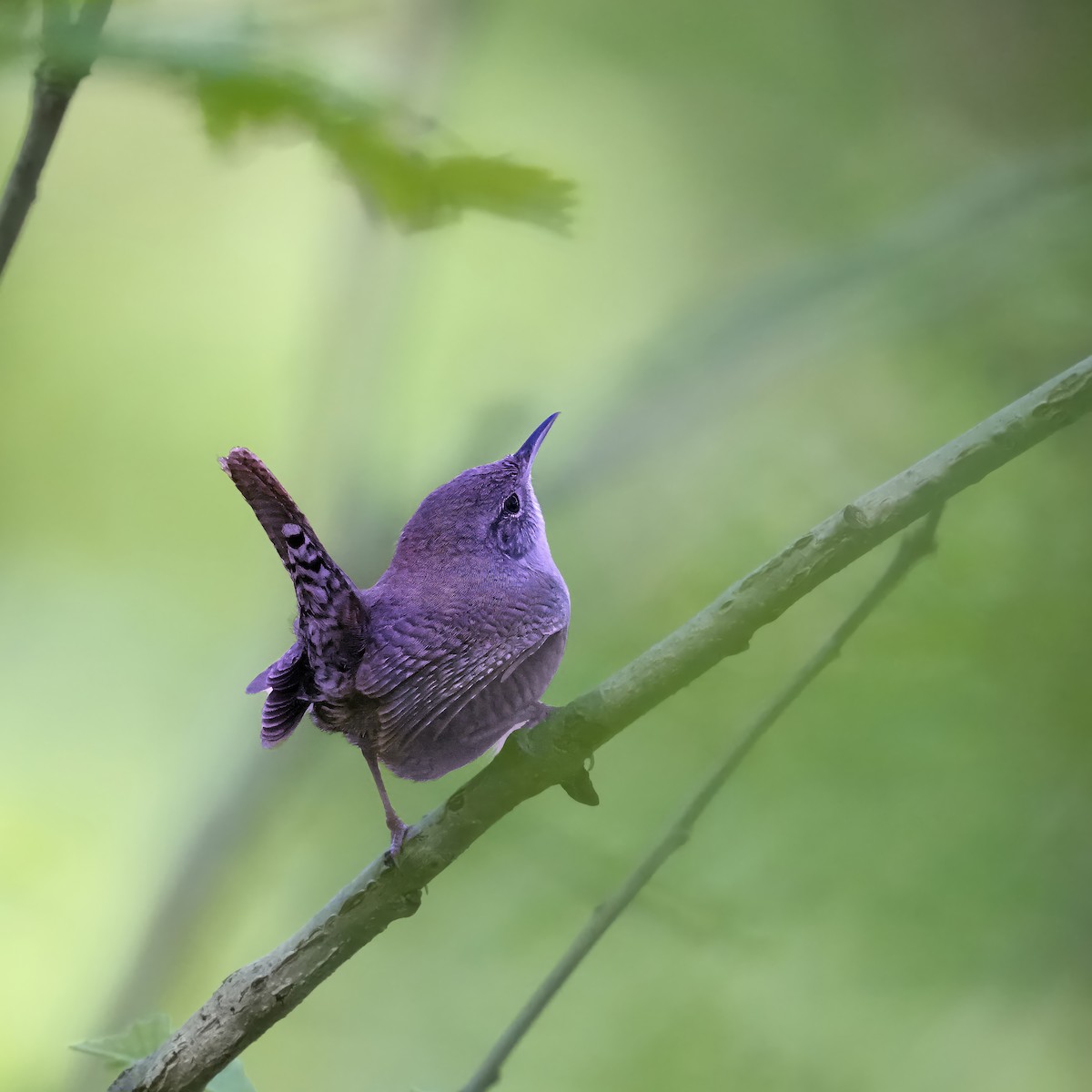 House Wren - Thomas Burns