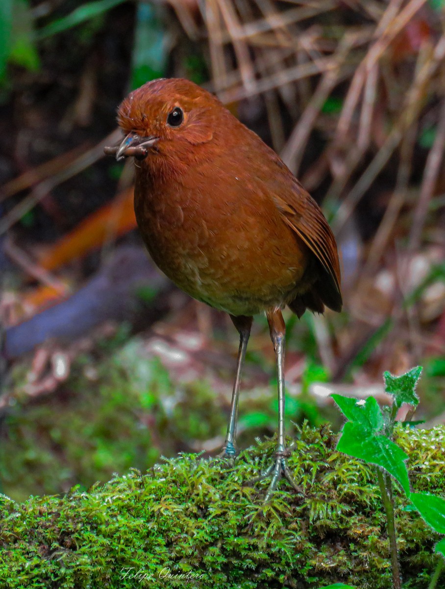 Chami Antpitta - ML619317310