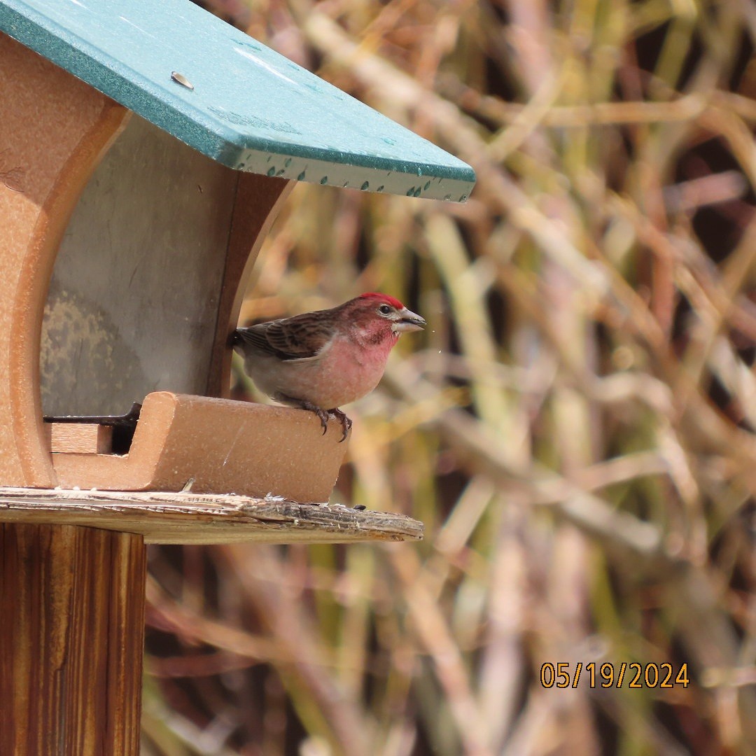 Cassin's Finch - Anonymous