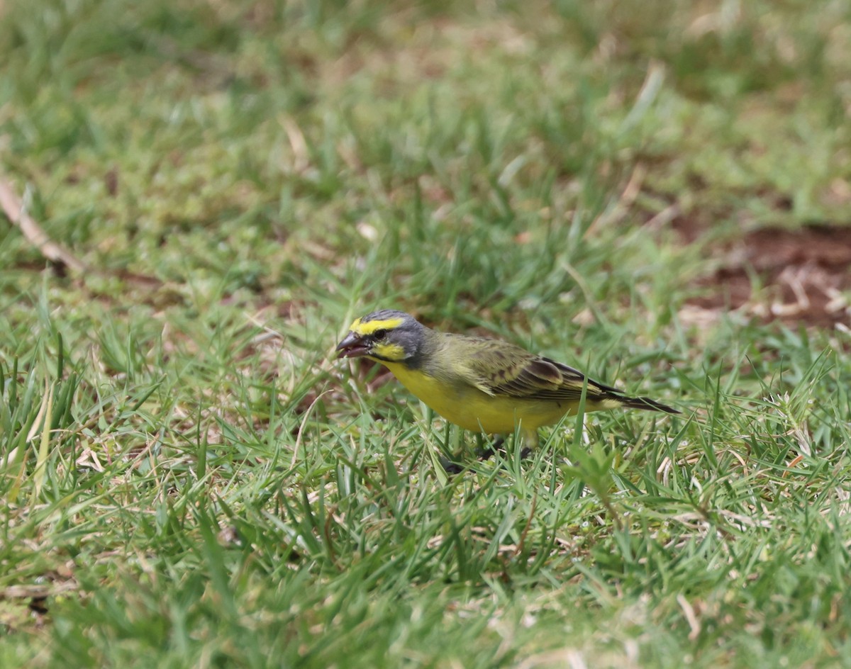 Yellow-fronted Canary - Mike "mlovest" Miller