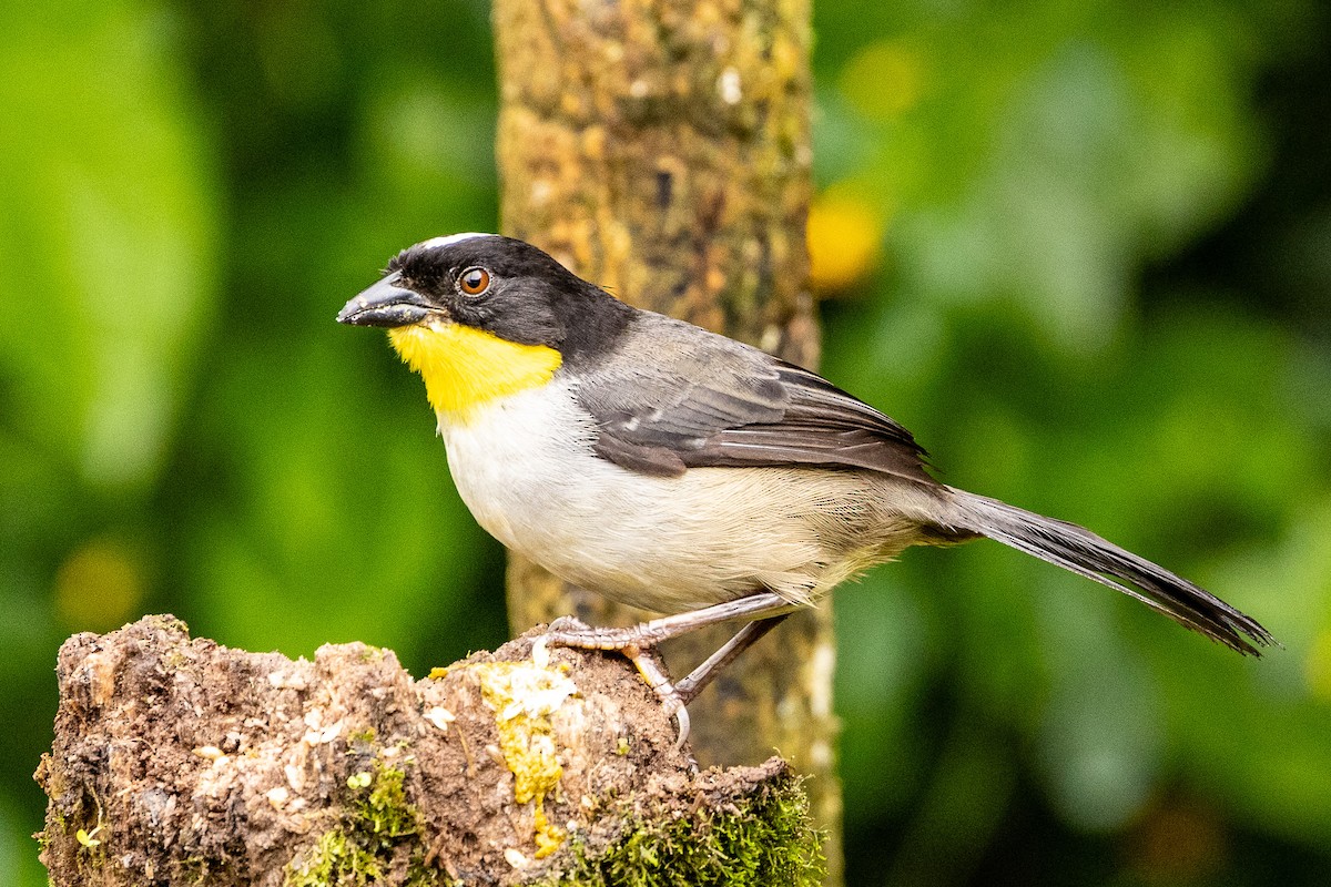 White-naped Brushfinch - Michael Cook