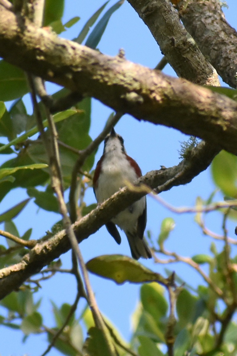 Chestnut-sided Warbler - Claire H