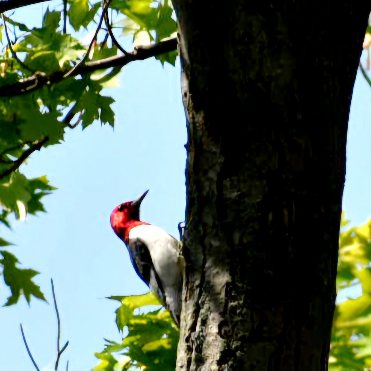 Pic à tête rouge - ML619317334