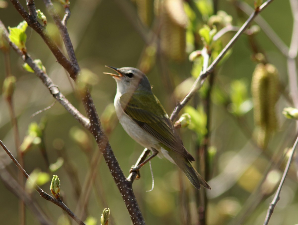 Tennessee Warbler - Real Gauthier