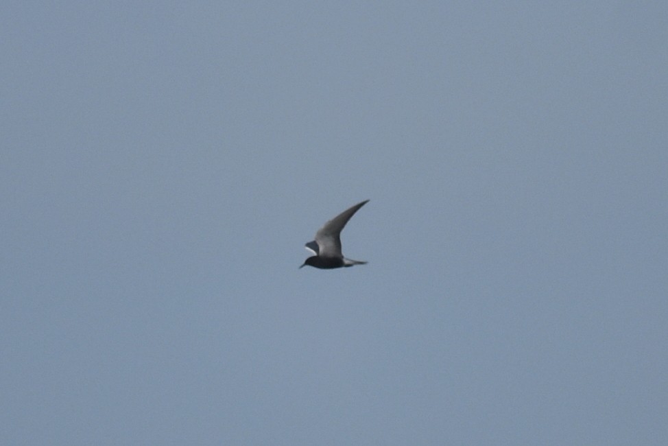 Black Tern - Claire H